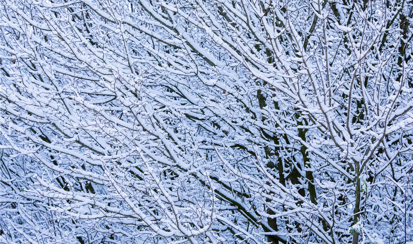 Schnee auf Zweigen